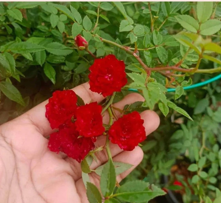 அழகான ஏறும் ரோஜா விதைகள்