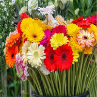 Seeds & Garden Care