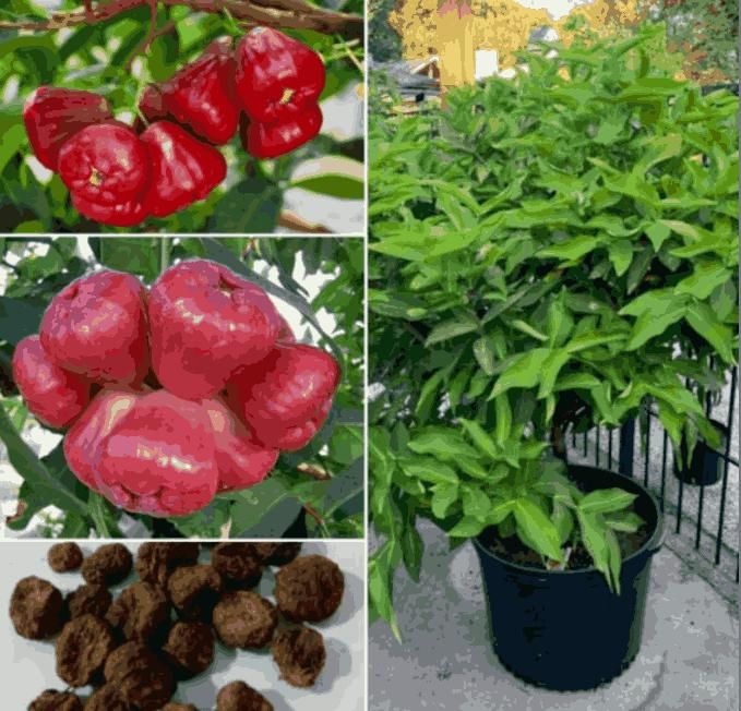 Thai Wax Apple seed