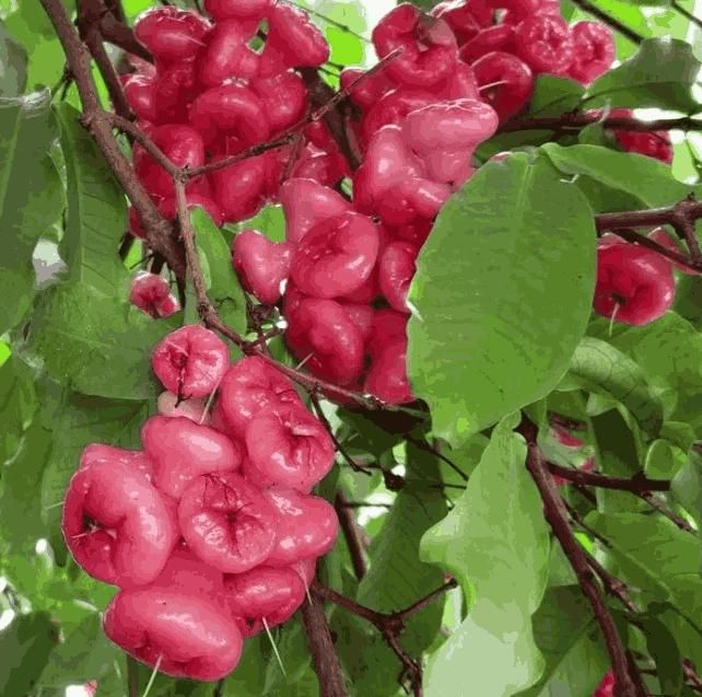 Thai Wax Apple seed