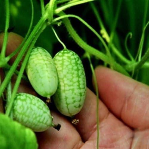 Mini  Watermelon Seeds