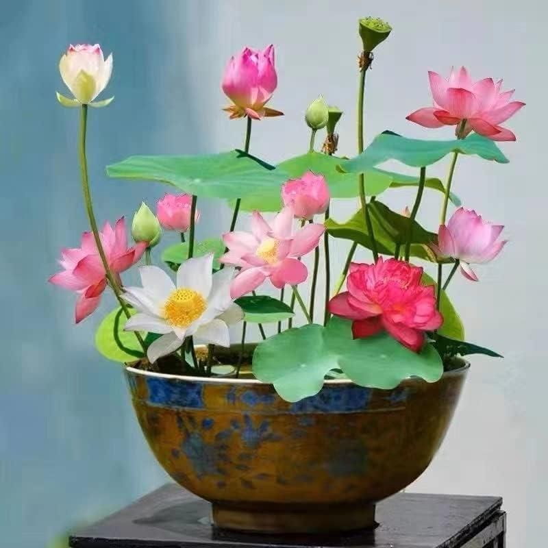 சாந்தி தாமரை விதைகள்