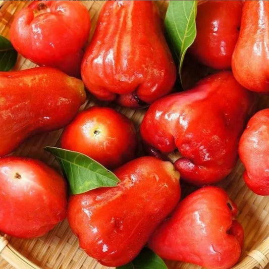Thai Wax Apple seed