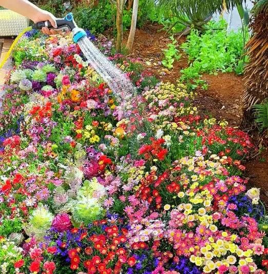 Varieties of Flower Seeds - Plant Supplement Free