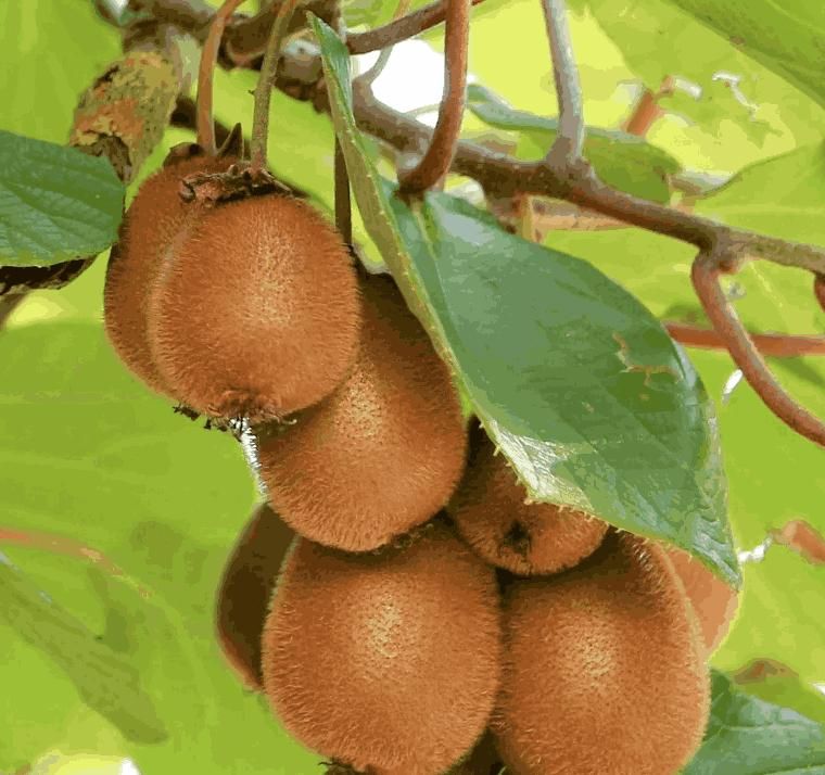 Garden-Fresh Kiwi Treat