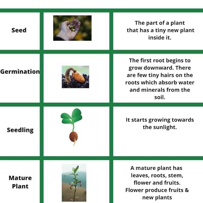 Mini  Watermelon Seeds