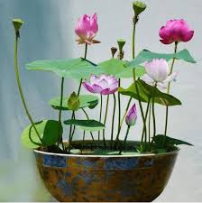Premium Flower seeds